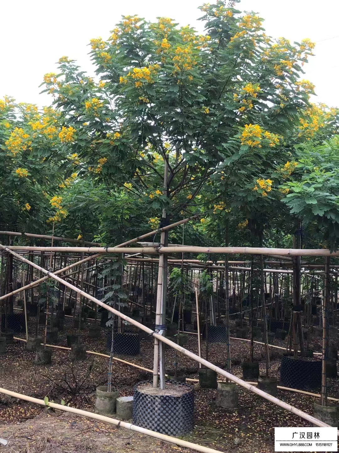 黃花槐