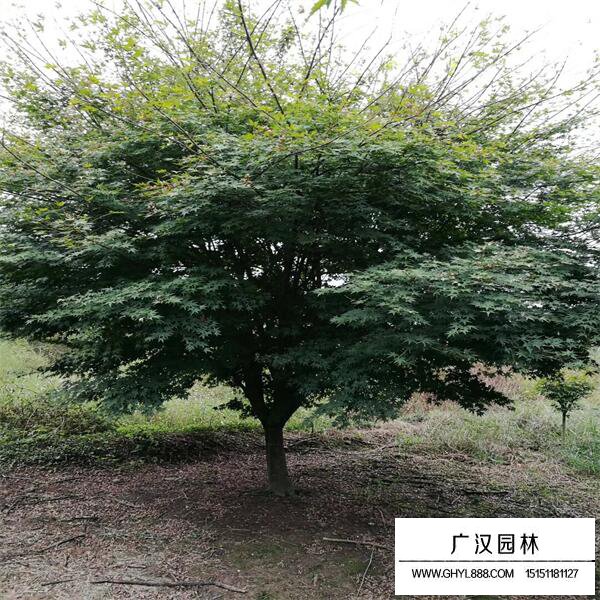 雞爪槭