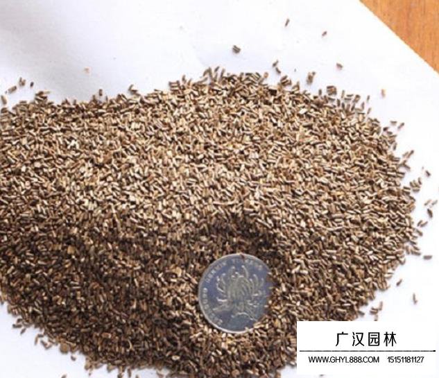 麥稈菊種子