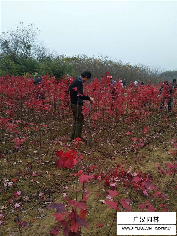 美國紅楓