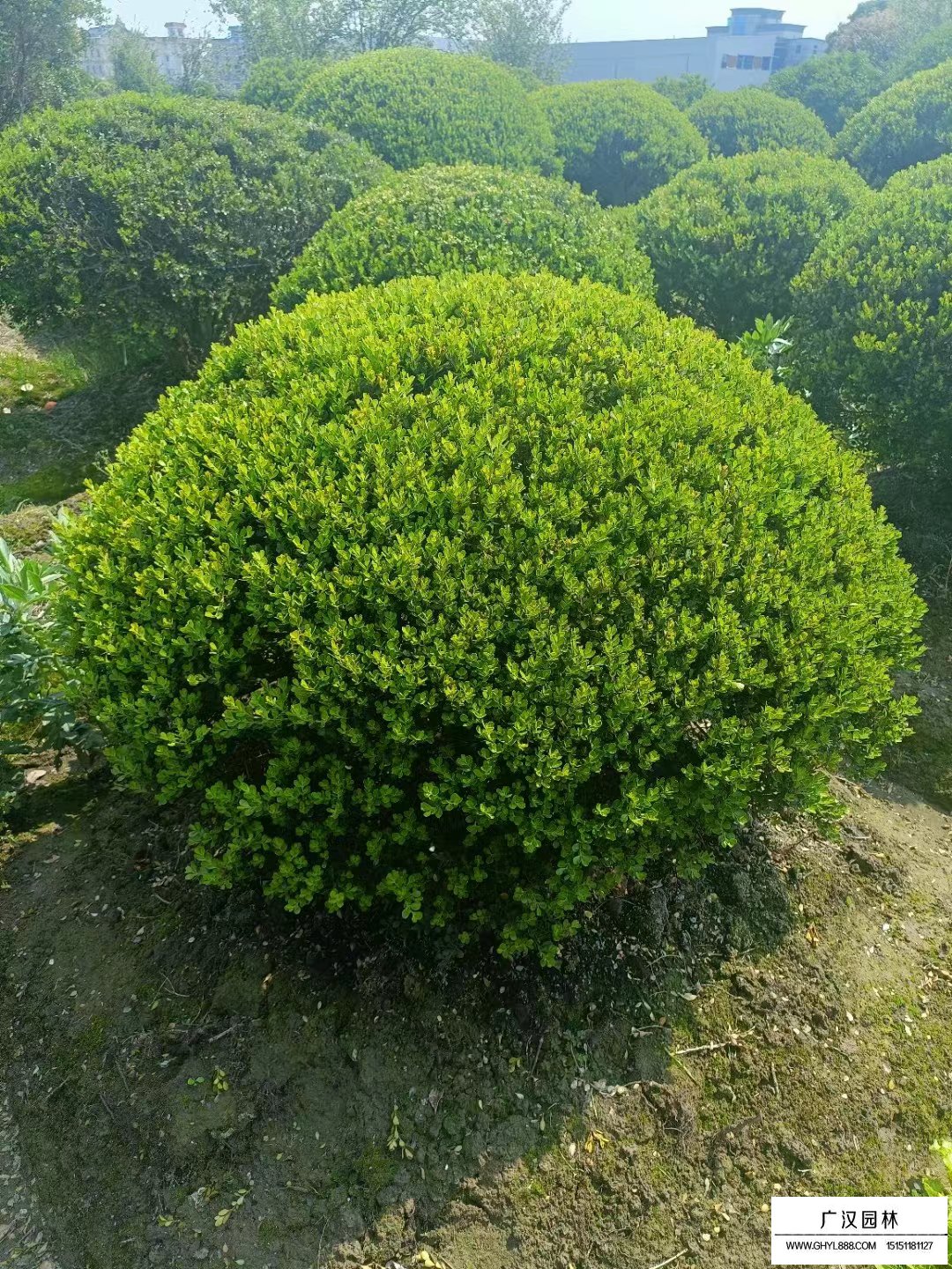 瓜子黃楊球