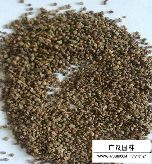 紅地膚種子