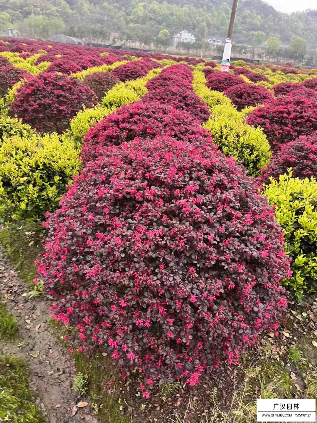 紅花繼木球
