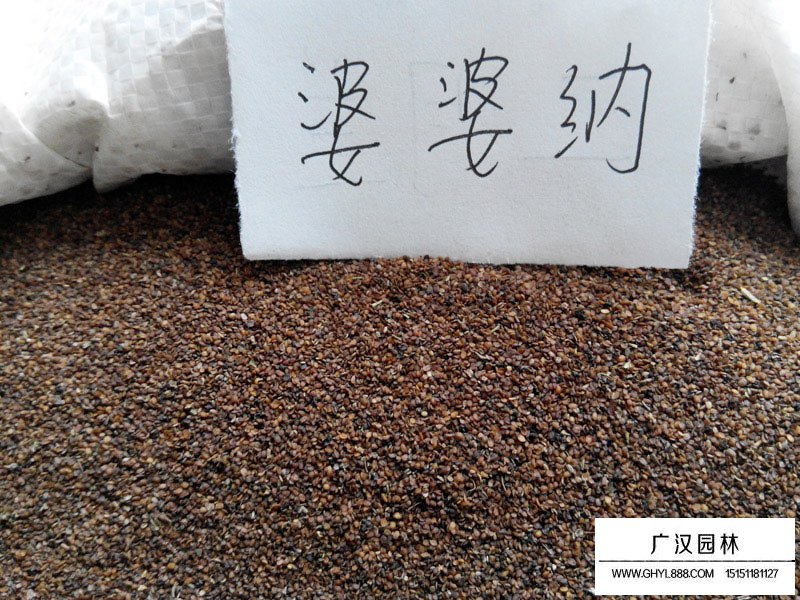 婆婆納種子