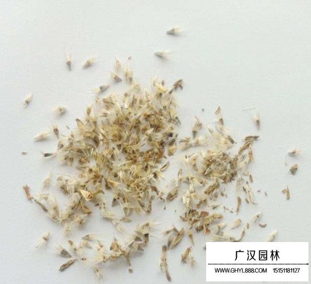 千日紫種子