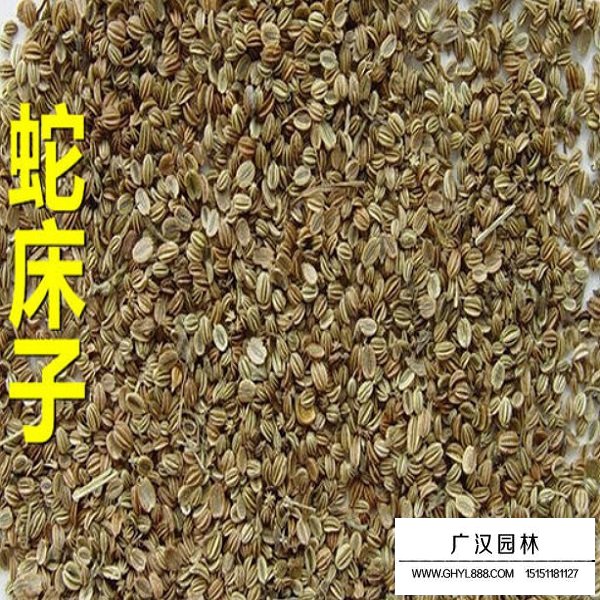 蛇床子種子