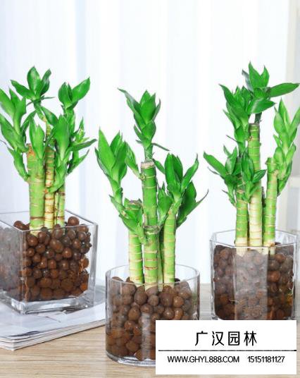 水養竹子