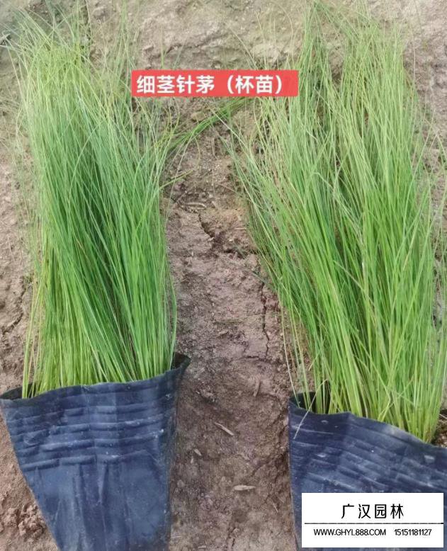 細莖針茅