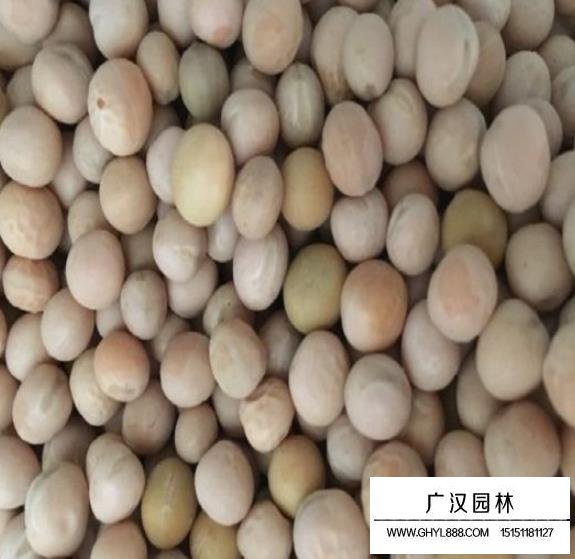 香豌豆種子