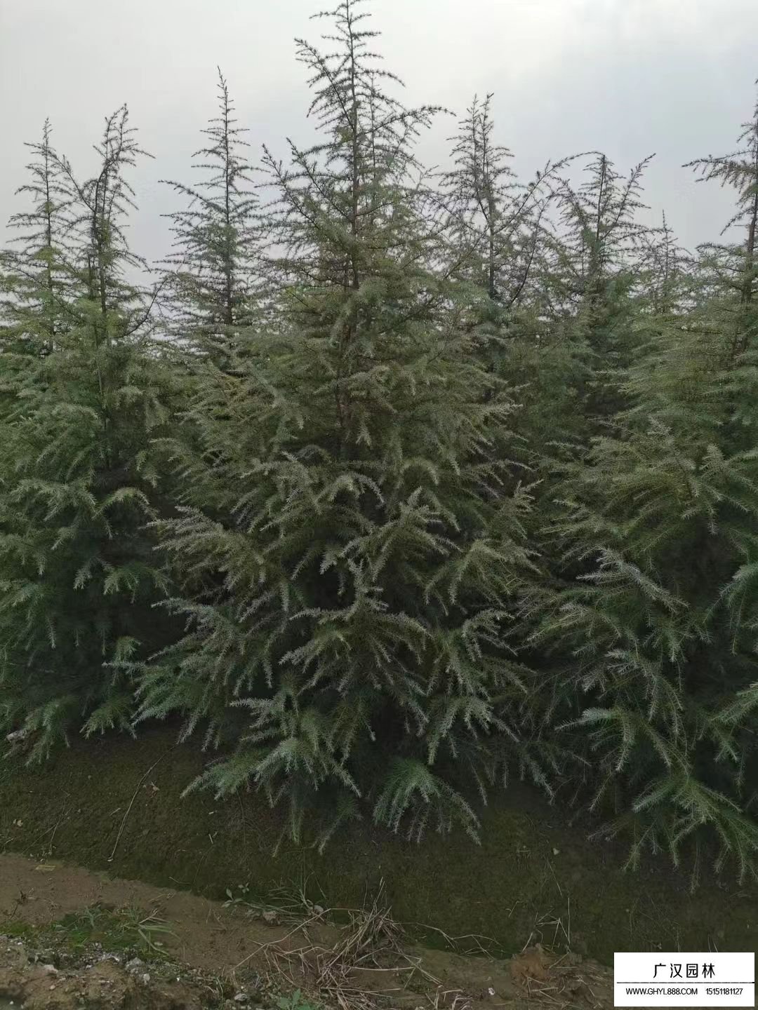 雪松樹
