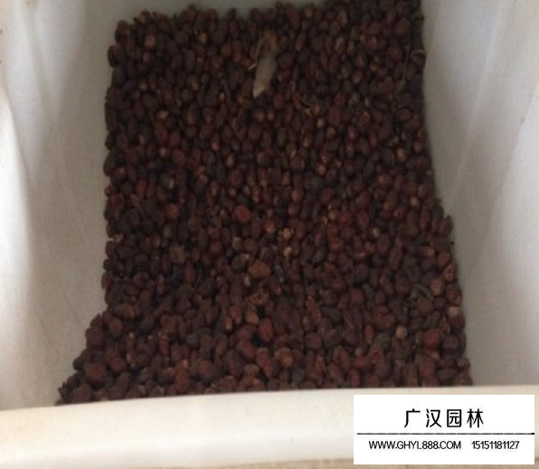 荔枝種子