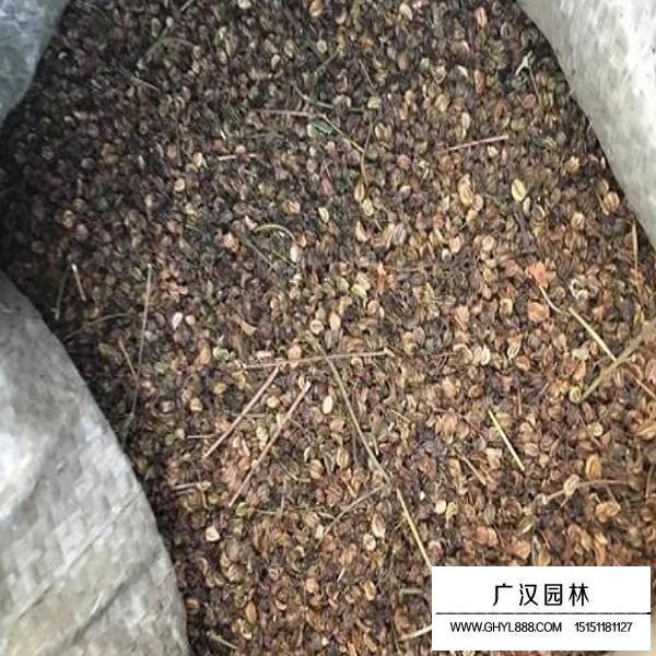 羌活種子