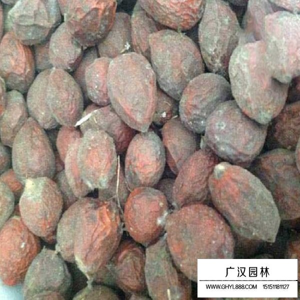 鐵樹種子
