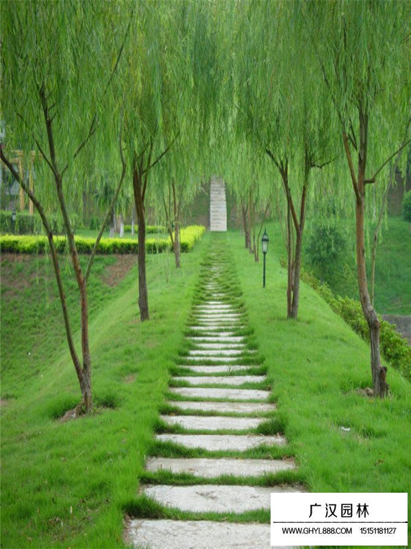 饅頭柳