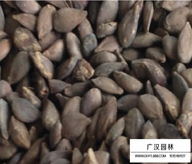 蘋果種子