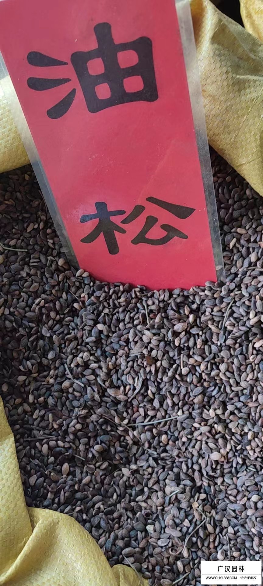 油松種子