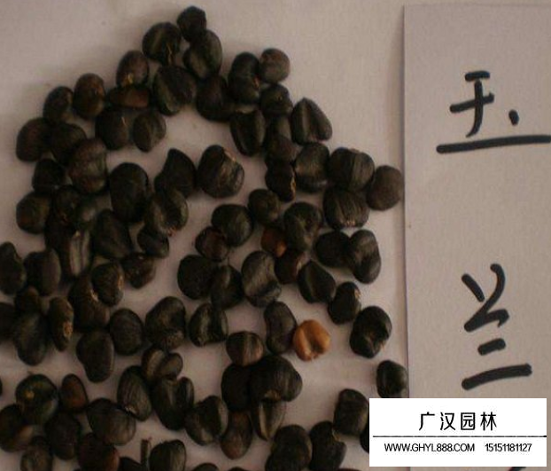 玉蘭種子