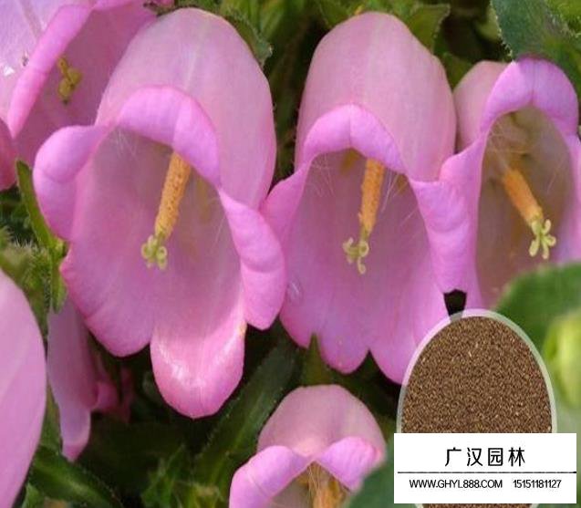 風鈴花種子