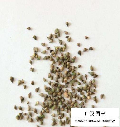 福壽花種子