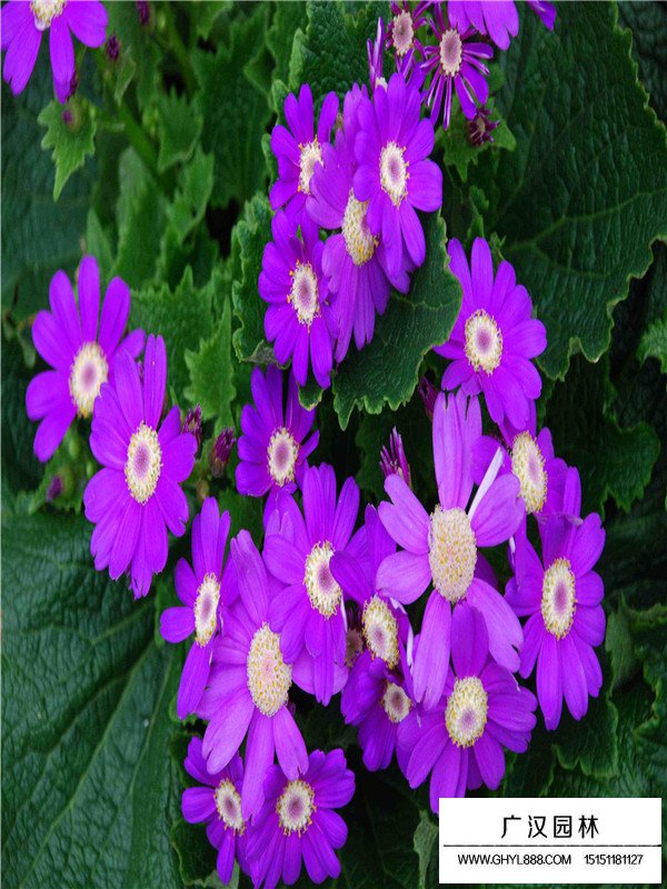 瓜葉菊
