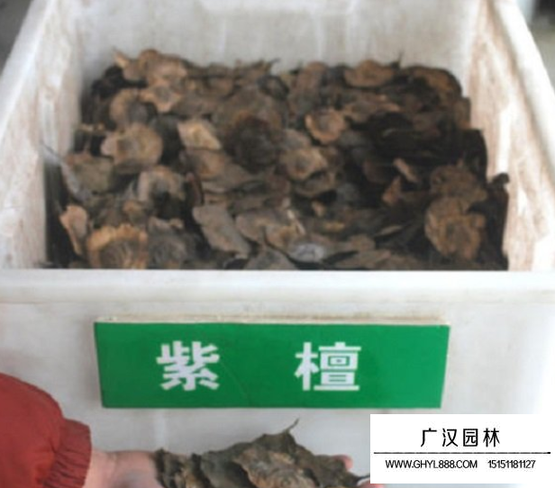 紫檀種子