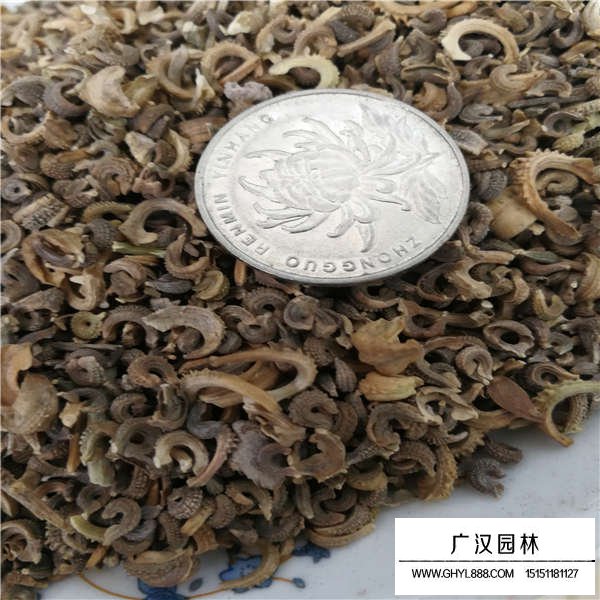 金盞菊種子