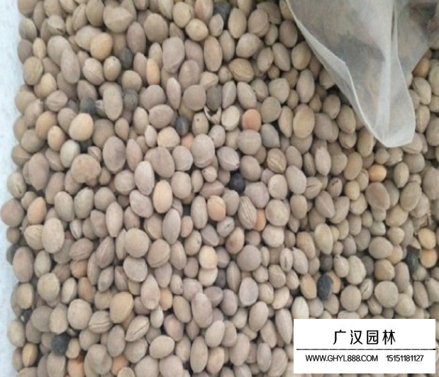 櫻桃種子