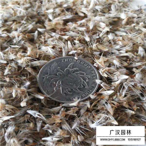 天人菊種子