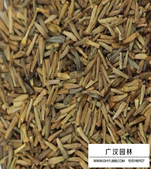 除蟲菊種子
