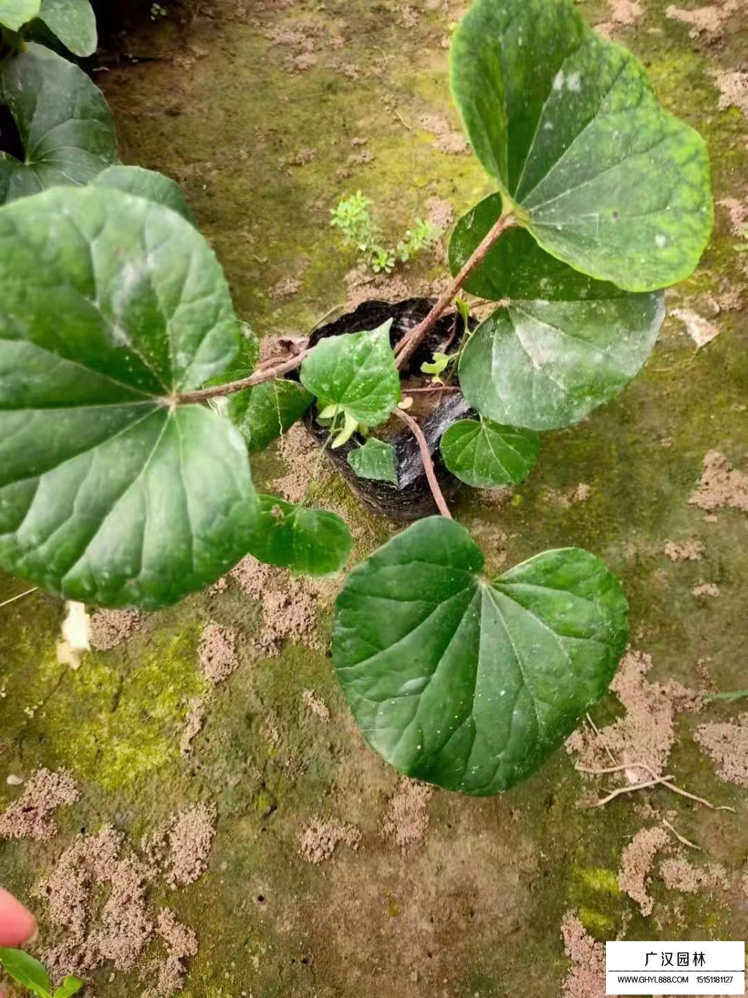 大吳風草