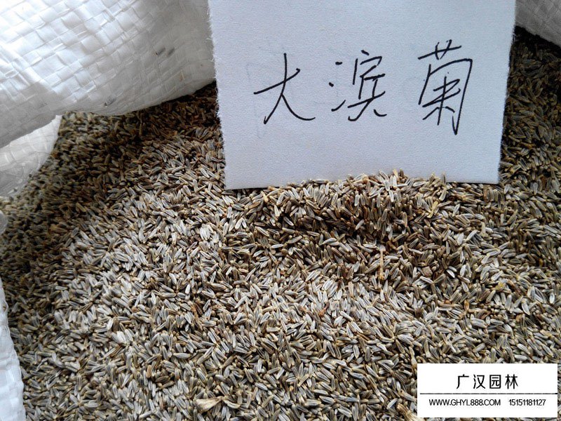 大濱菊種子