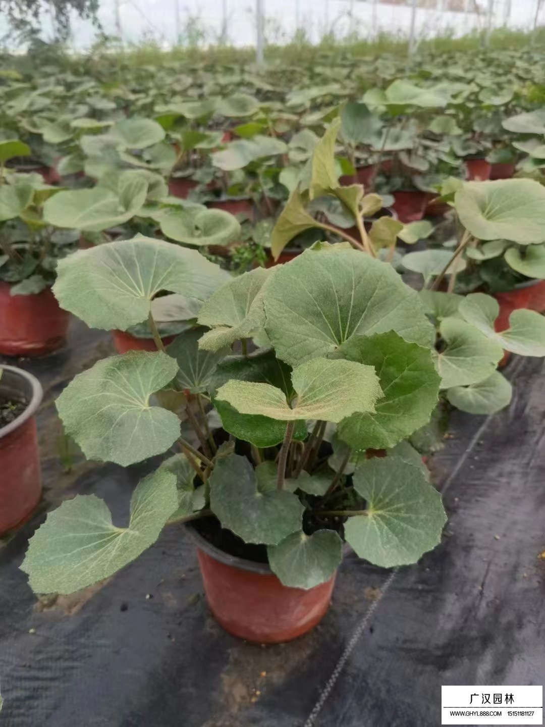 大吳風草
