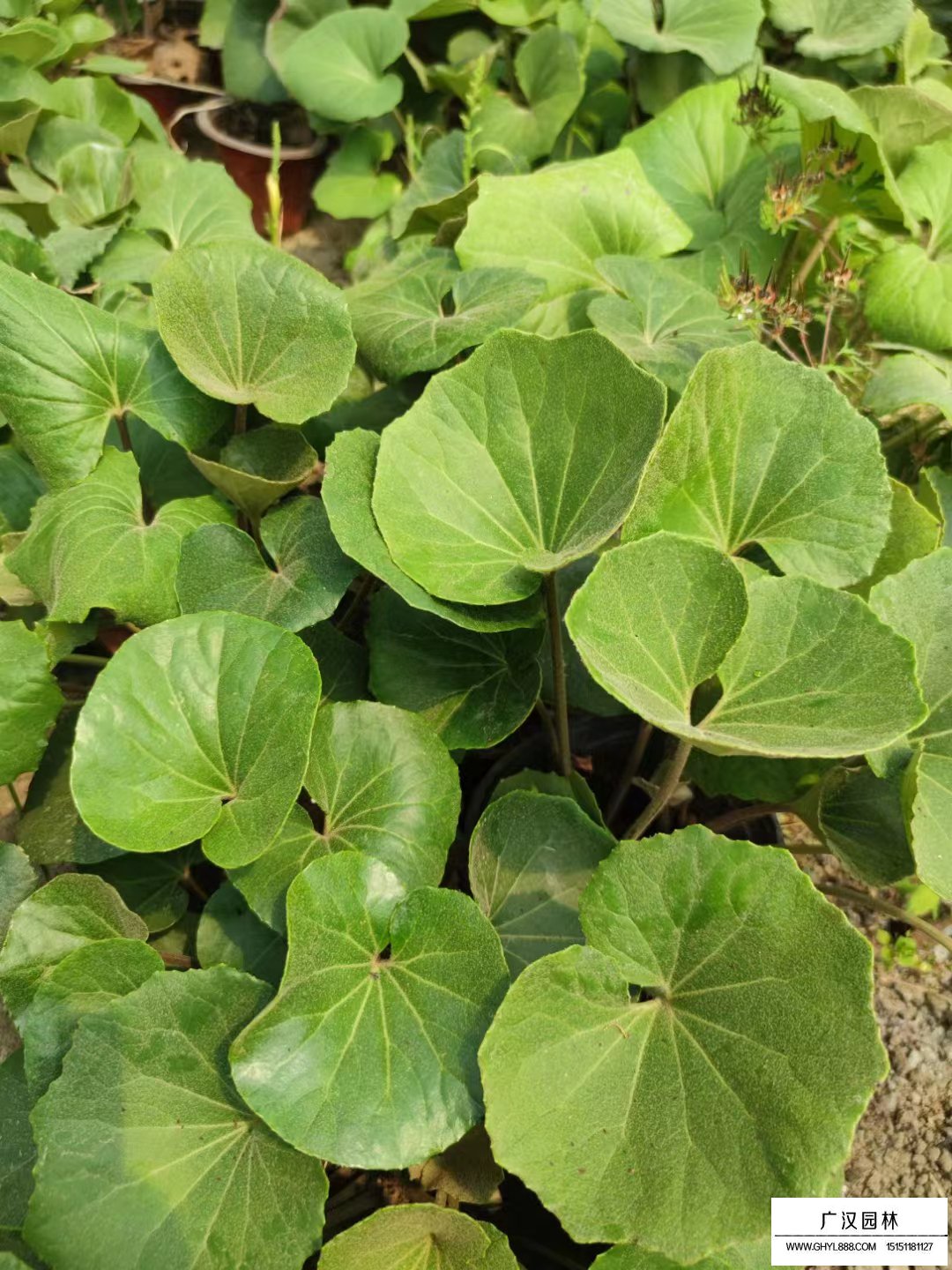 大吳風草