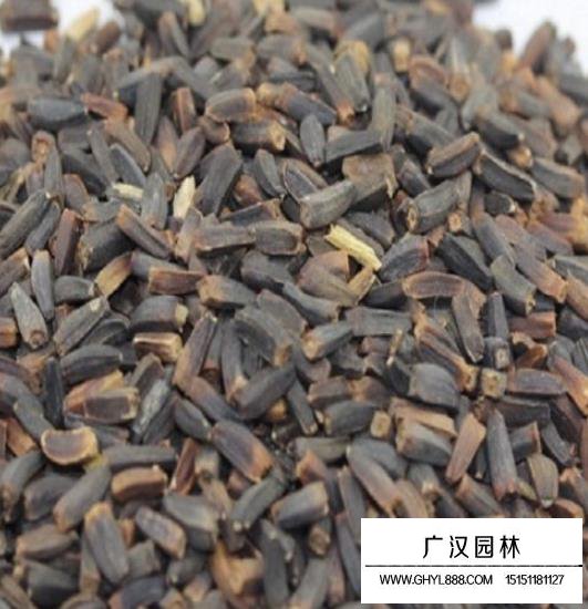 堆心菊種子