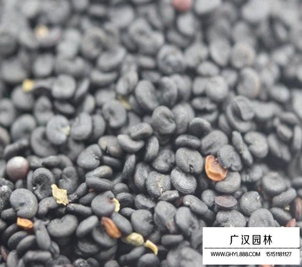 肥皂草種子