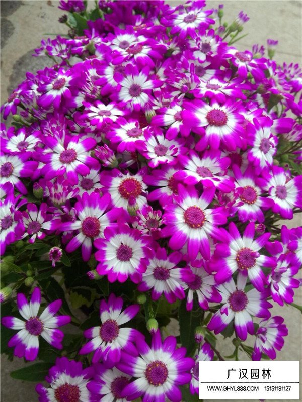 瓜葉菊