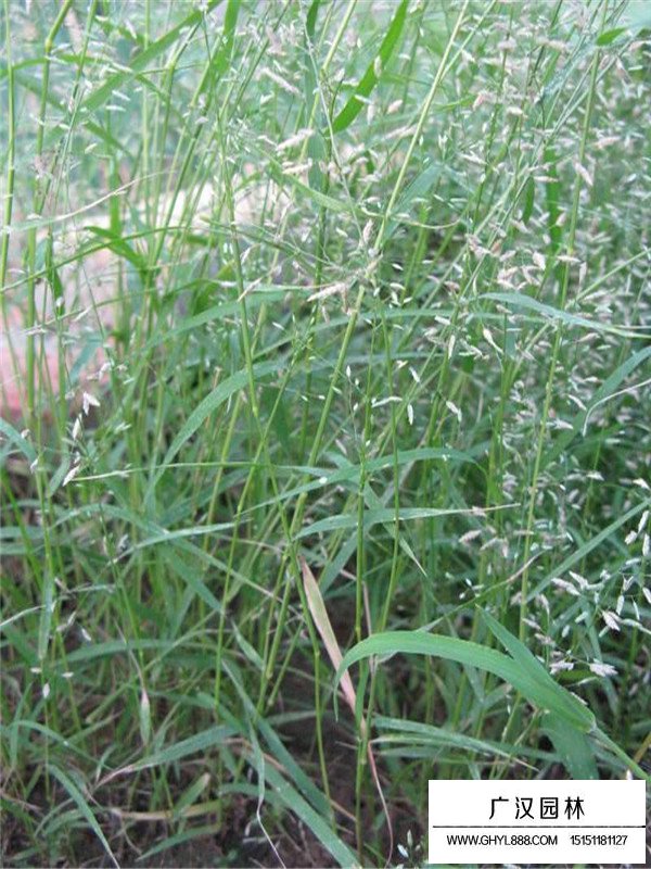 畫眉草