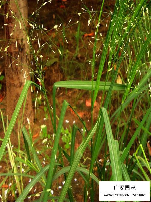 畫眉草