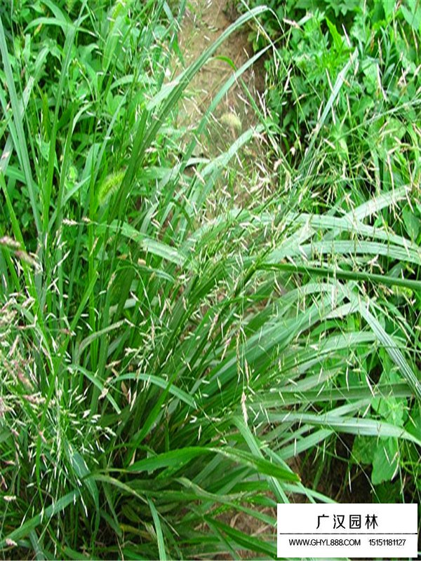 畫眉草