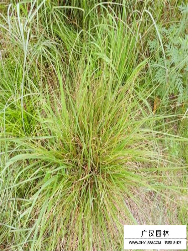 畫眉草