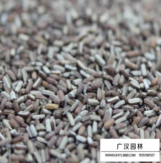 闊葉馬鞭草種子