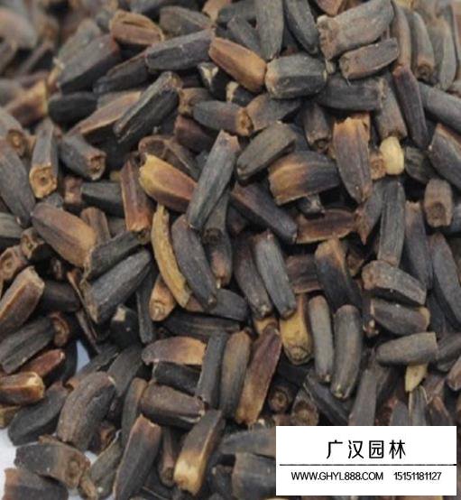 日光菊種子