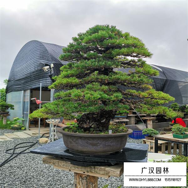 日本五針松