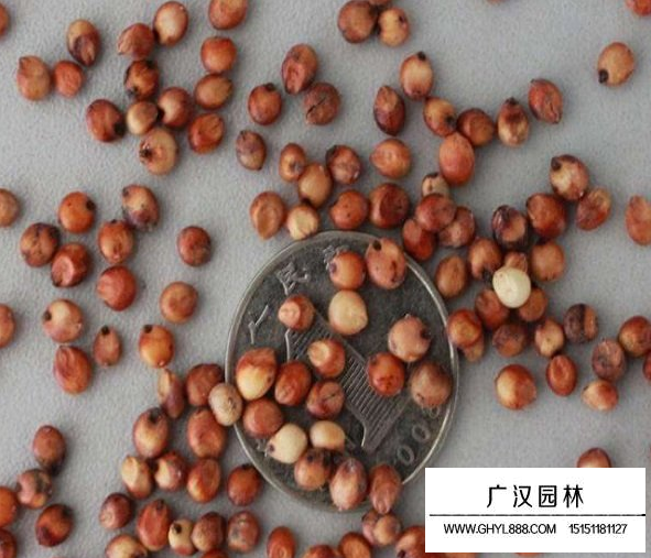 高粱種子