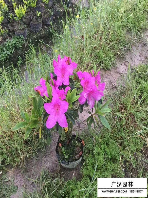 杜鵑