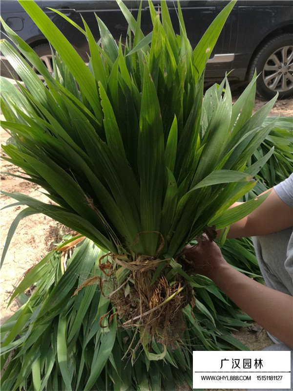 德國鳶尾