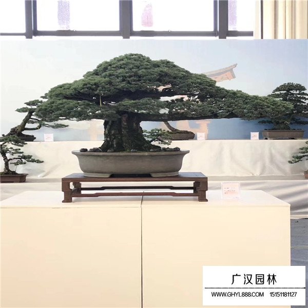 宮島大阪松