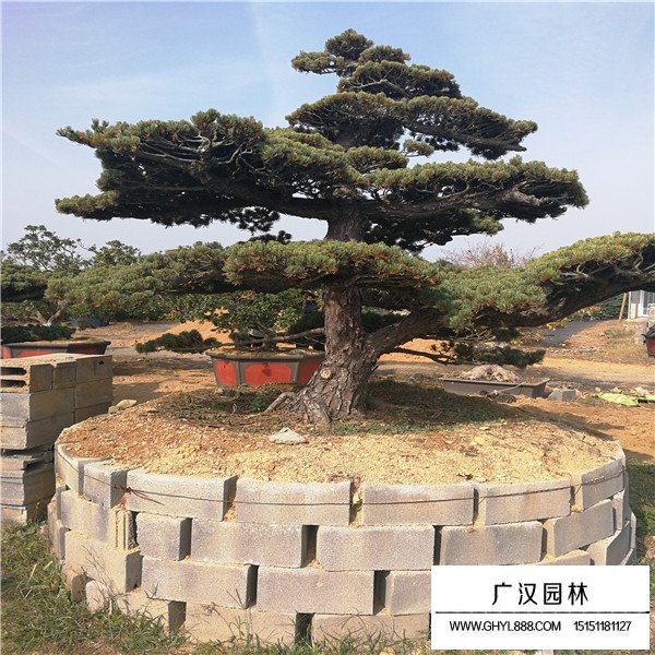 日本宮島大阪松