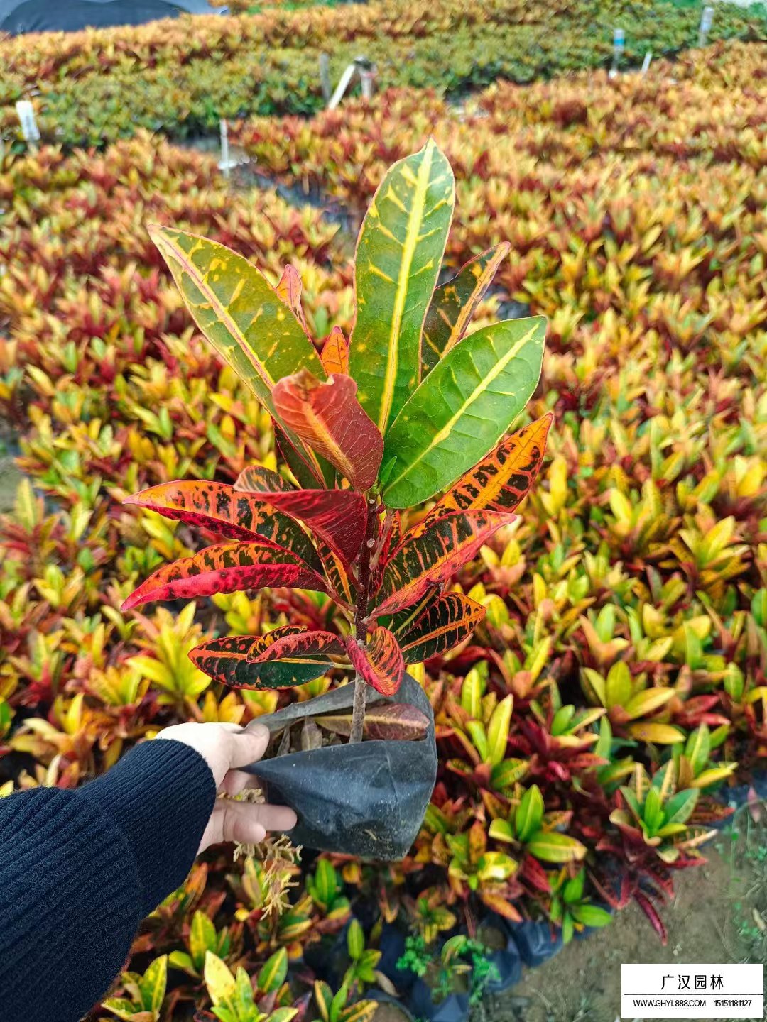 變葉木