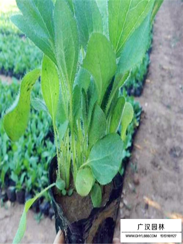 麗格海棠
